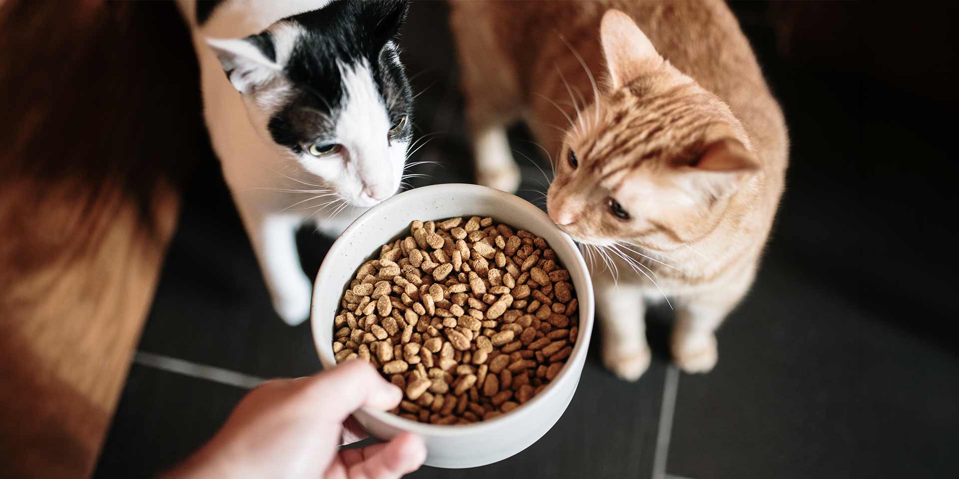 Conocé más sobre las croquetas para gato esterilizado y cuidá la nutrición de tu michi.
