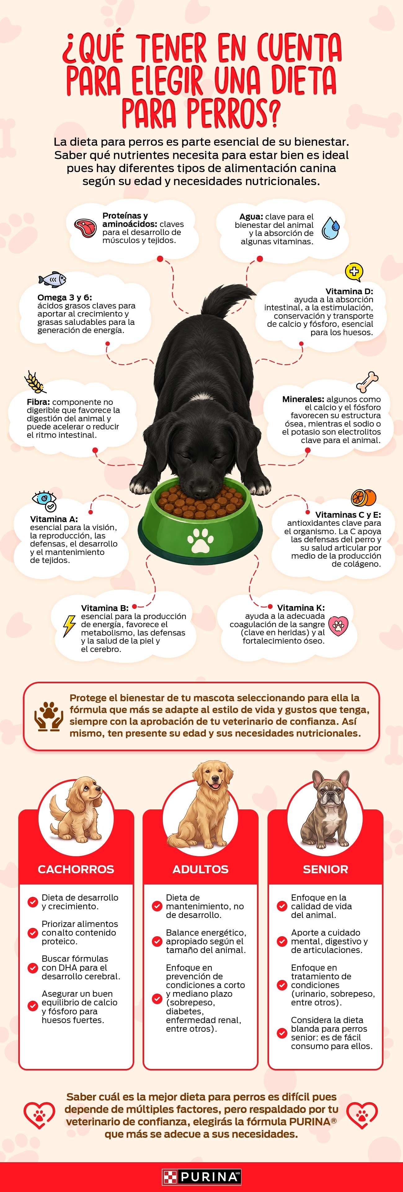 Infografía sobre los nutrientes clave en la dieta para perros.