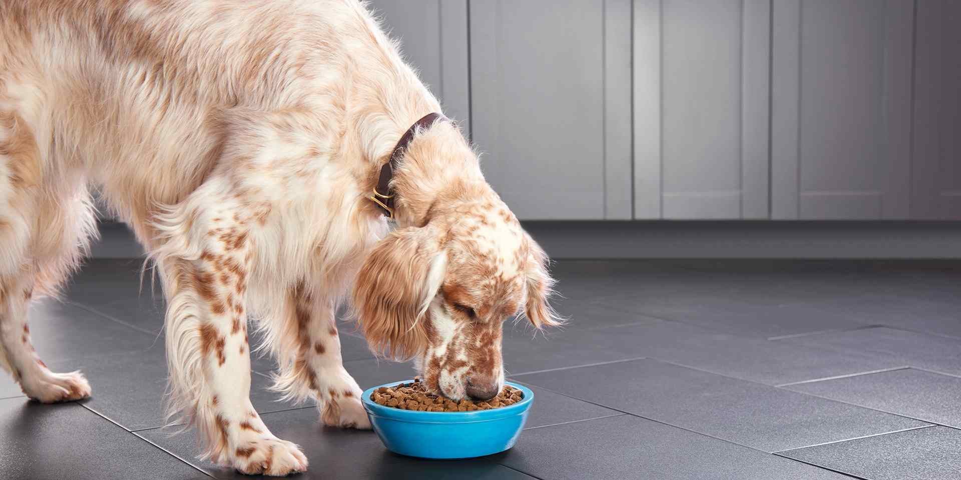 Dieta para perros.