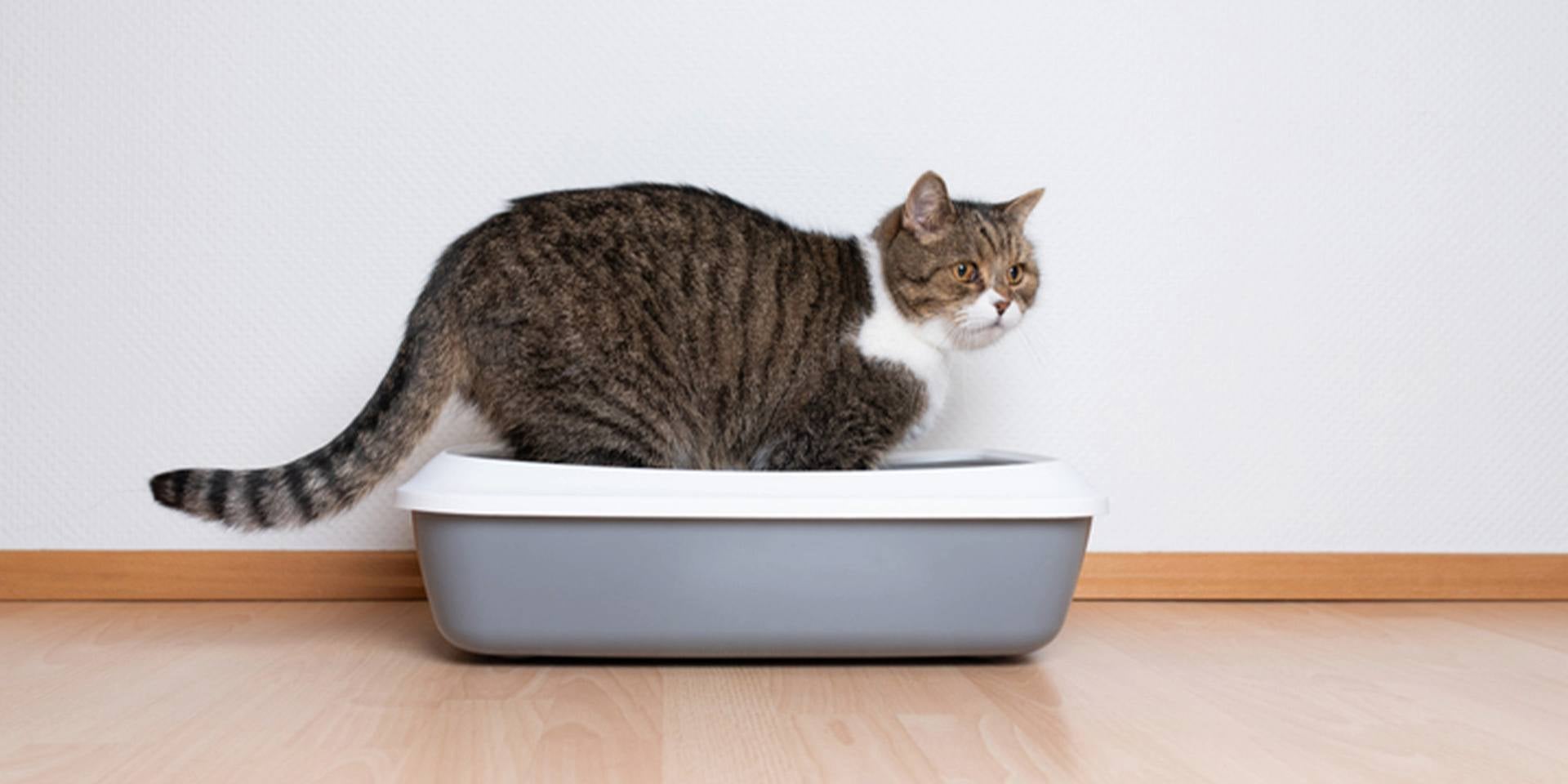 La fibra para gatos puede aportar múltiples beneficios a su salud gastrointestinal. Michi en su caja de arena.