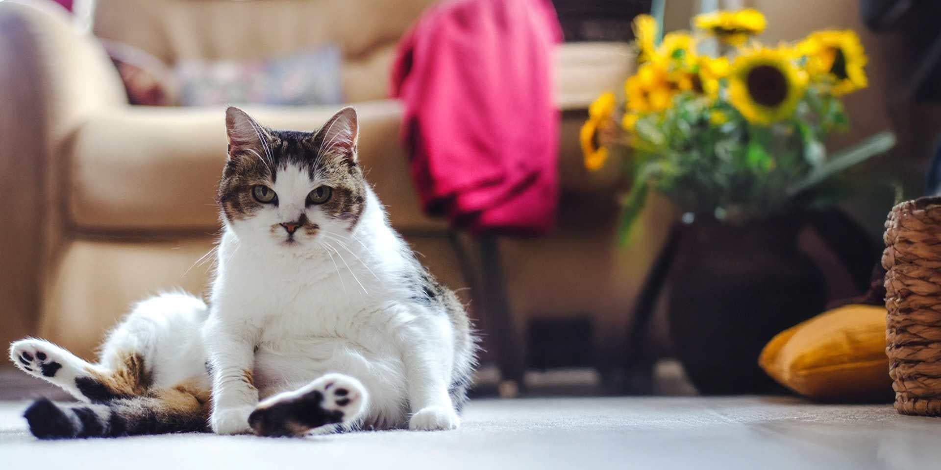 La fibra para gatos es clave para el bienestar felino, en especial si tiene sobrepeso. Gato gordo sentado.
