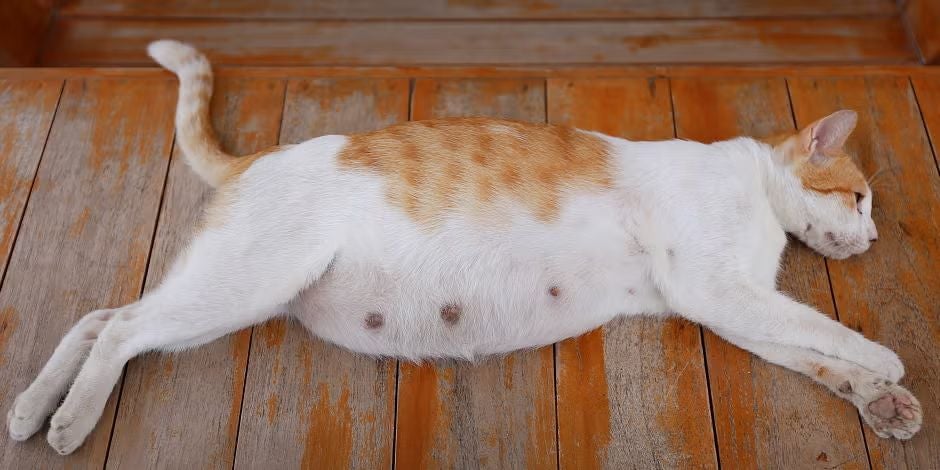 Cómo alimentar a una gata embarazada y lactante