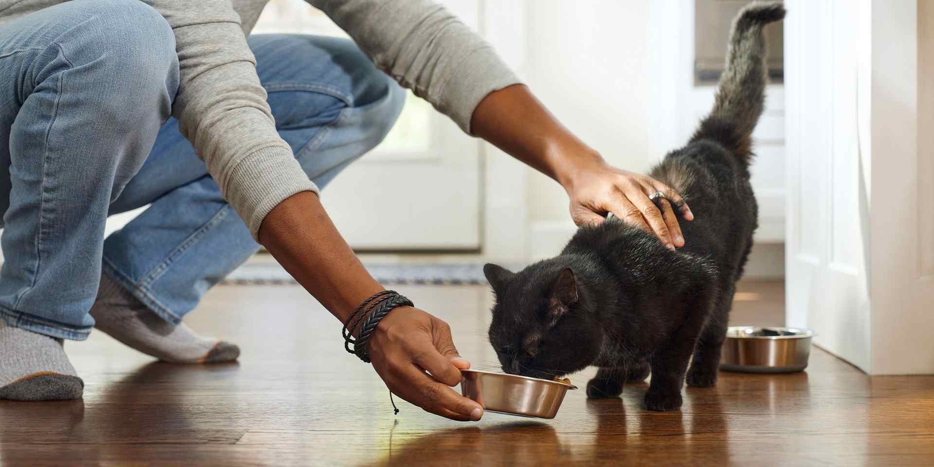 Gato con diabetes: descubrí el alimento para tratar su condición