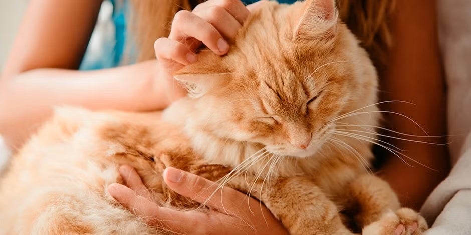Gato senior: cómo adaptar su dieta y sus cuidados 