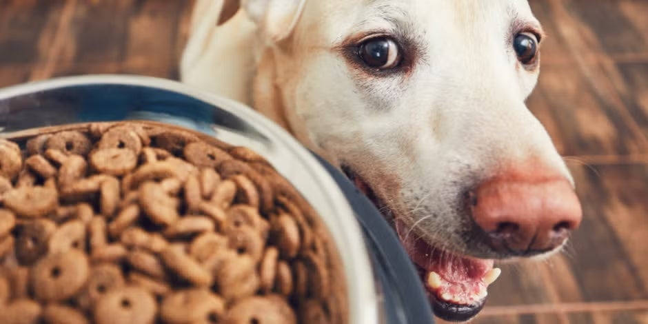 Perro junto a un plato con alimento seco para acompañar su nutrición en cada etapa. 