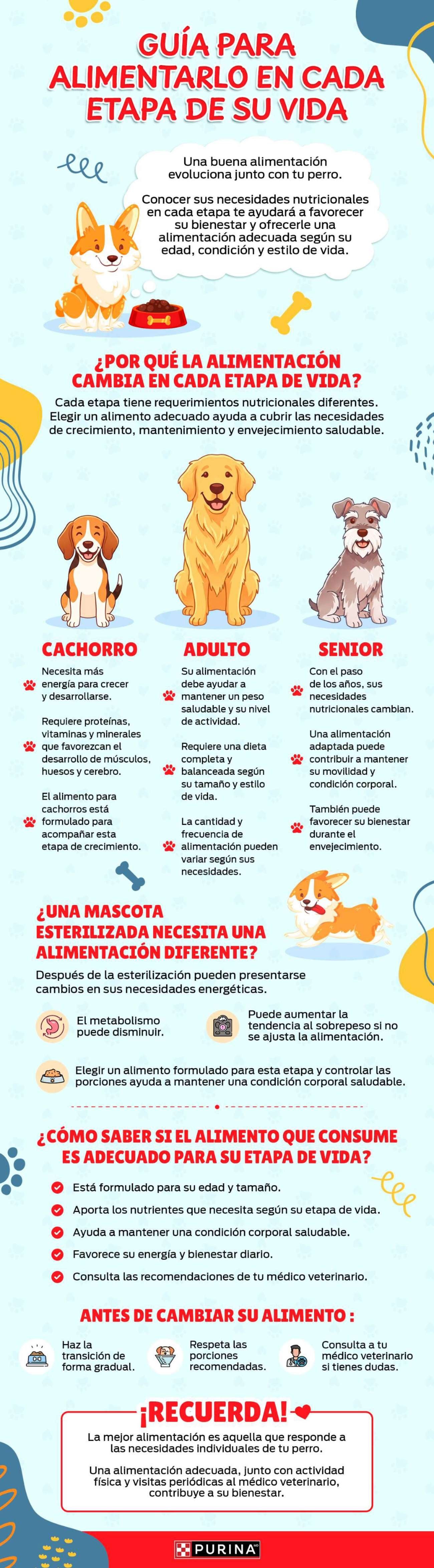Infografía con una guía de alimentación para perros según cada etapa de vida. 