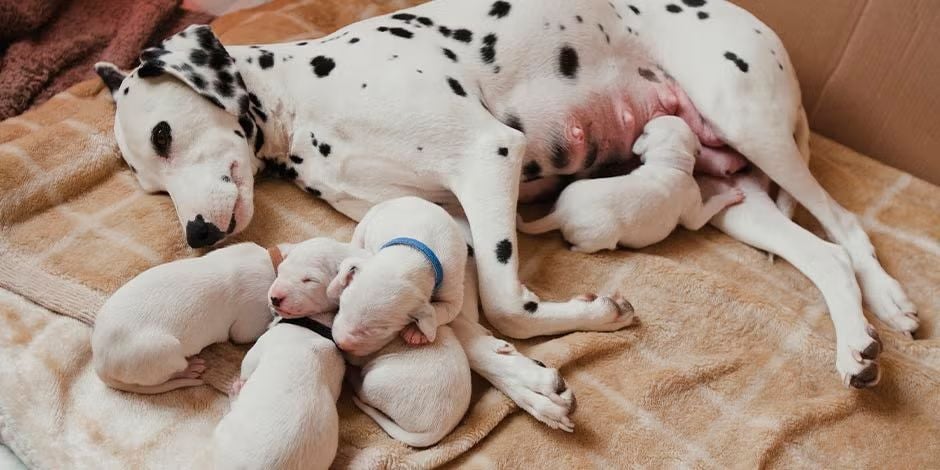 Perra embarazada dálmata junto a sus cachorros. Una alimentación balanceada favorecerá la lactancia.