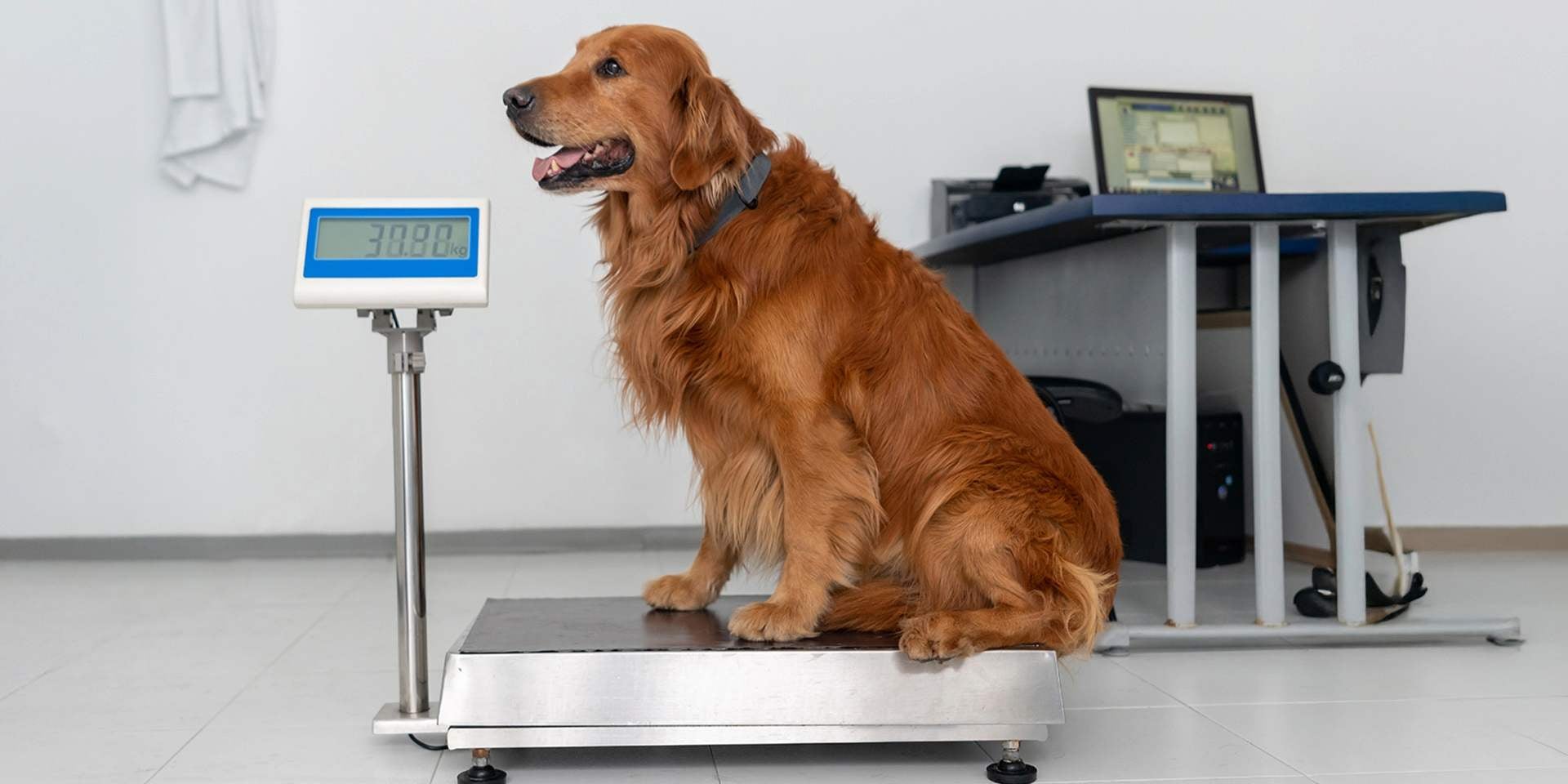 Un perro esterilizado puede subir de peso, mantenelo controlado constantemente. Retriever sobre báscula.