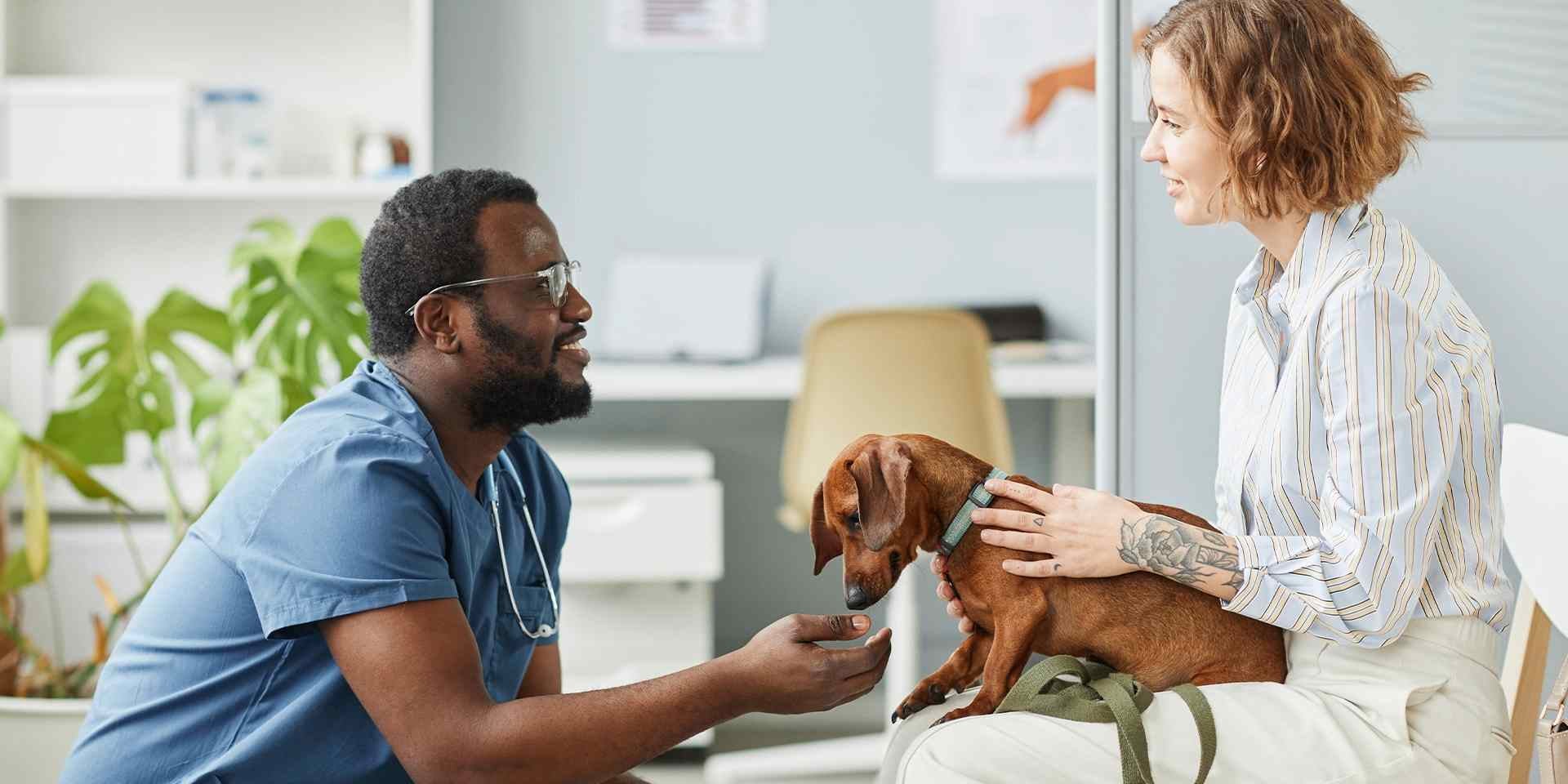 El control con el veterinario es clave para el bienestar de un perro esterilizado. Dachshund con su vet y su tutora. 
