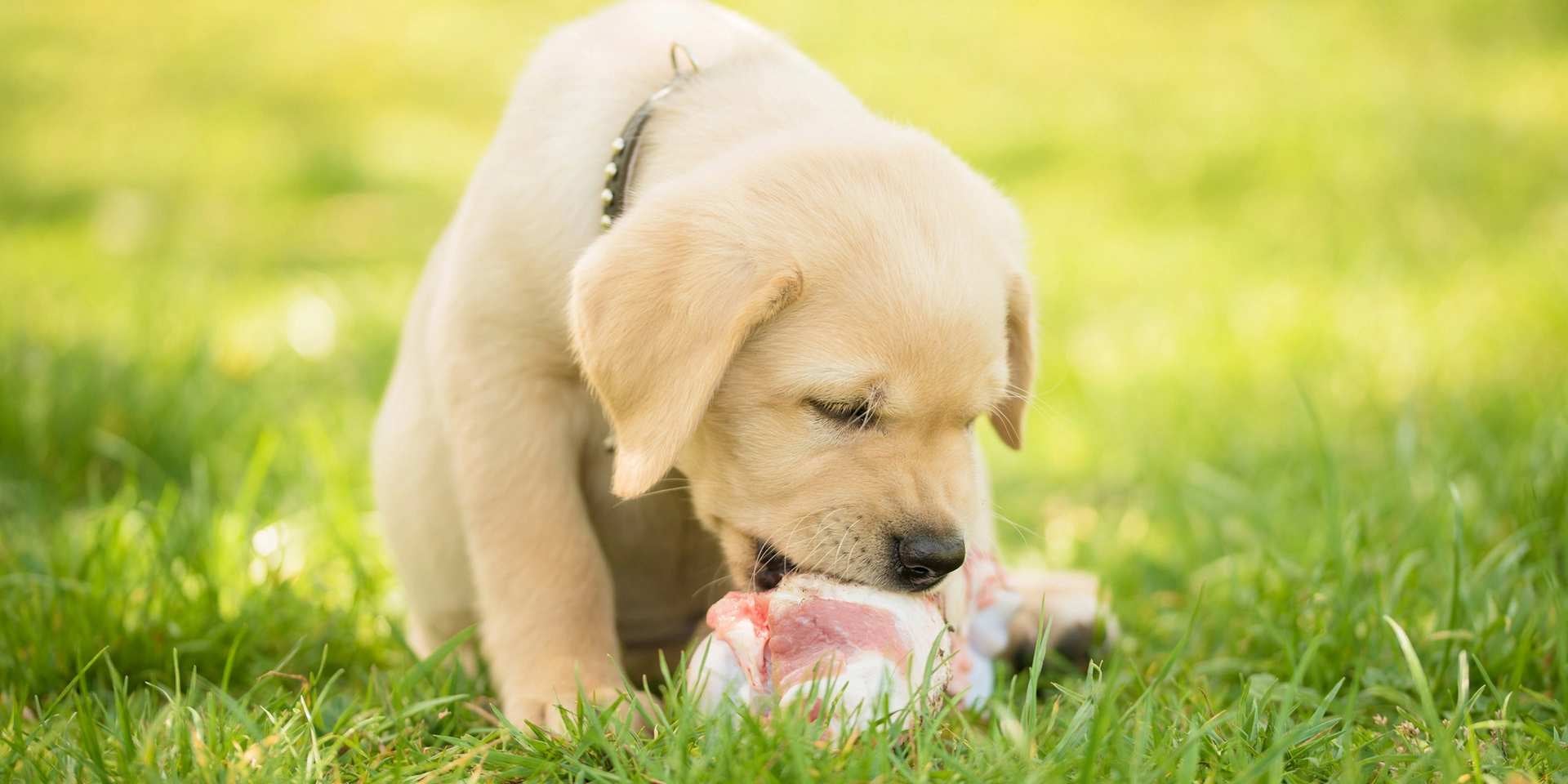 Perro esterilizado.