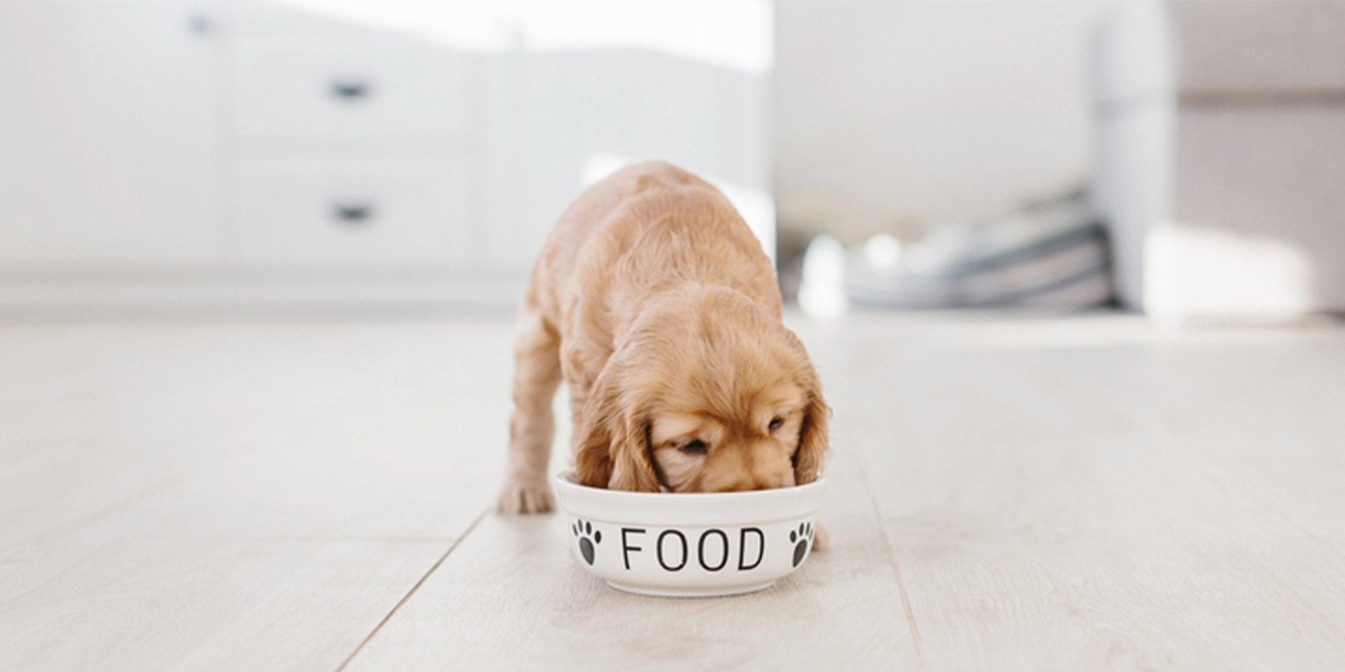 Conocé la tabla de porciones de alimentos para perros cachorros y nutrí a tu mascota correctamente.