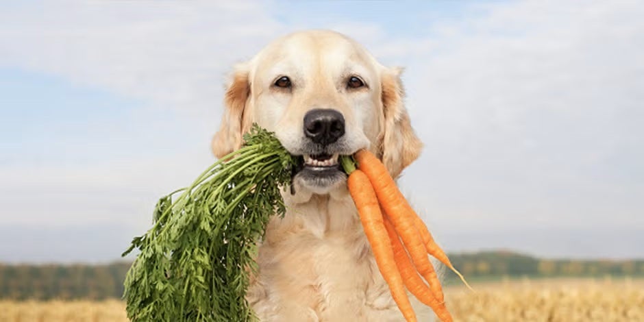 Verduras como la zanahoria pueden ser usadas como premios para perros. Golden con este ingrediente en la boca.