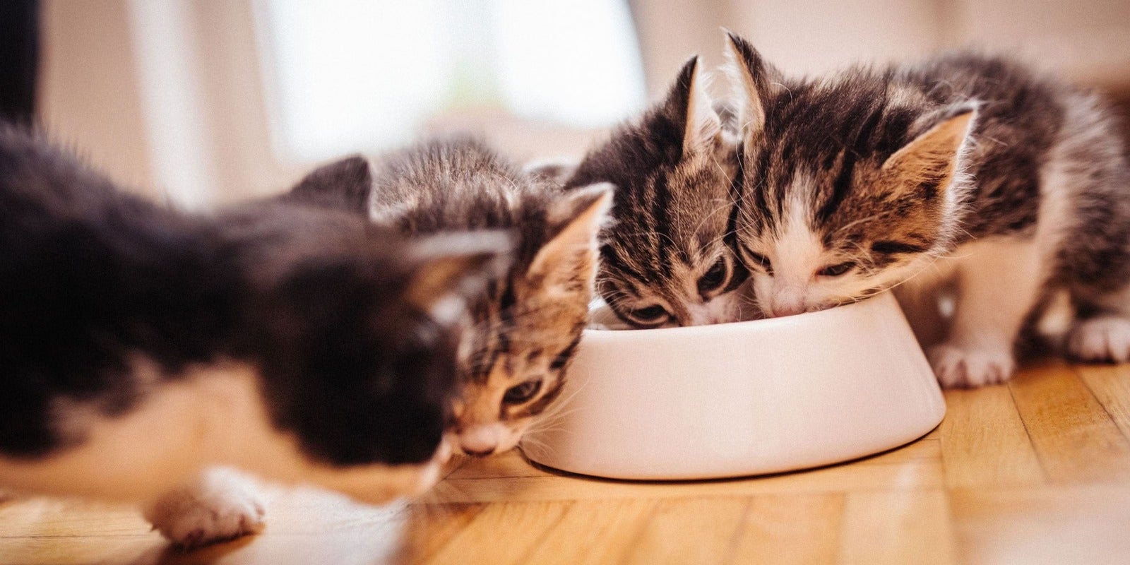 Tres gatitos comen juntos de un plato blanco con alimento.