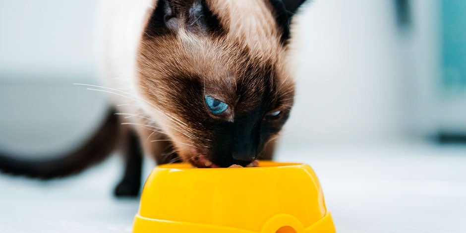Gatito siamés come de un plato amarillo con alimento.