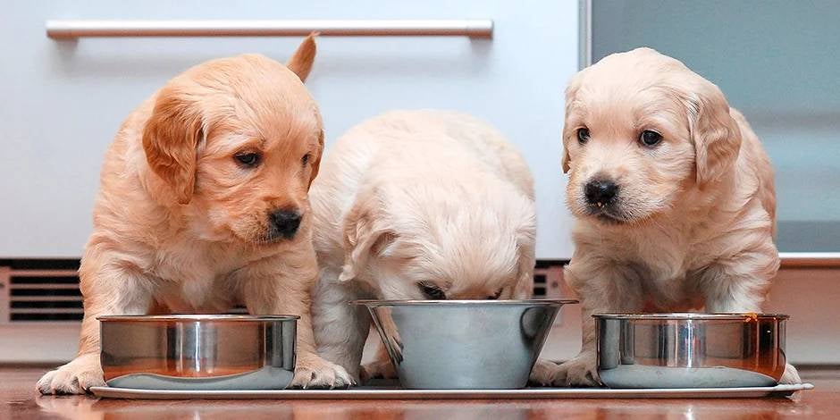 Mirá qué debe comer un cachorro y cuidá su bienestar. Tres cachorros de retriever comiendo de sus platos.