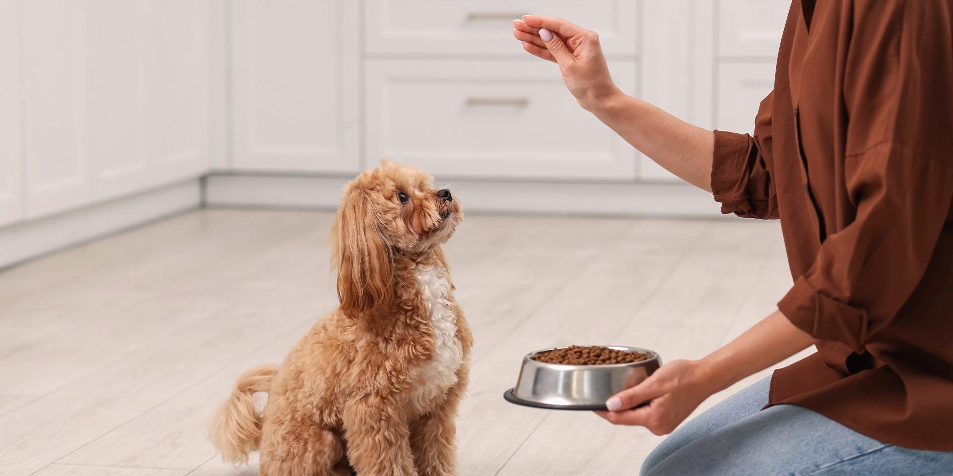 Los snacks para perros son grandes recompensas para mimar y entrenar a tu mascota. Tutora dando premio a su perrito sentado.