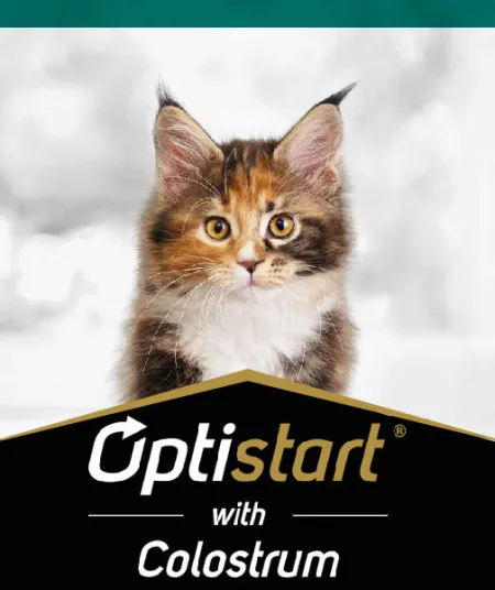 optistart_gato_pro_plan.jpg.webp?itok=YFhgXRJ3