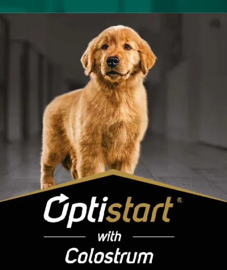 optistart_perros_pro_plan.jpg.webp?itok=uTdibwFN