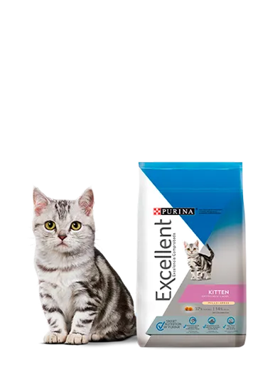 Excellent_gatitos.png.webp?itok=utyaRMWG