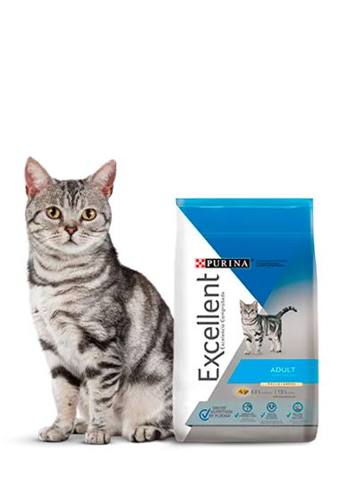 Excellent_gatos_adultos.png.webp?itok=mOzgroJl