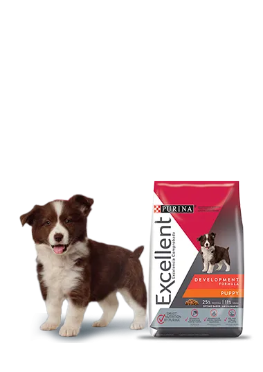 development_cachorrro_excellent.png.webp?itok=_kRH7j4E