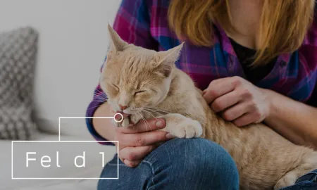purina-que-son-los-alergenos-gatunos.jpg.webp?itok=4dSNXBOj