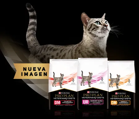 purina-pro-plan-veterinary-diets-cta-cat-product_0.jpg.webp?itok=I8OCzgn4 purina-pro-plan-veterinary-diets-cta-cat-product_0.jpg.webp?itok=I8OCzgn4