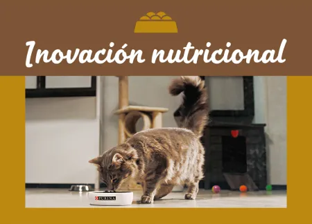 purina-img-nutrition.jpg.webp?itok=5LWwTyuZ purina-img-nutrition.jpg.webp?itok=5LWwTyuZ