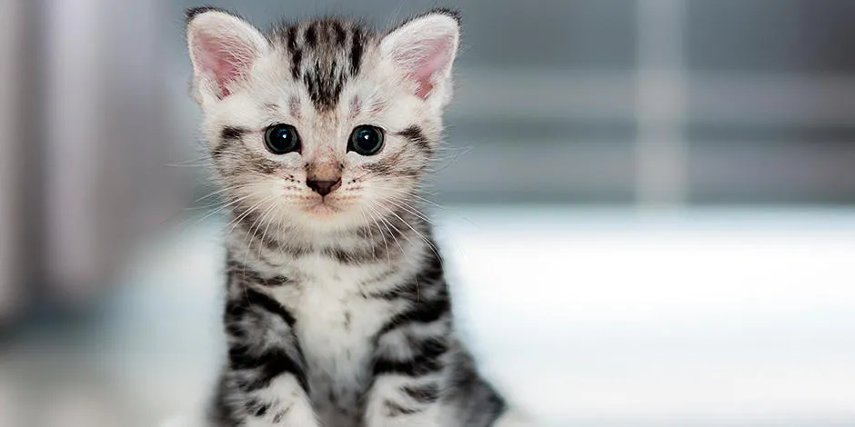 Todo lo que tenes que saber de los gatitos bebes Purina Argentina