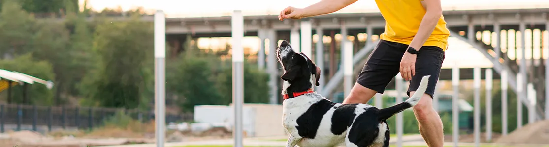 purina-brand-buenas-practicas-y-tips-de-adiestramiento-canino-desktop.png