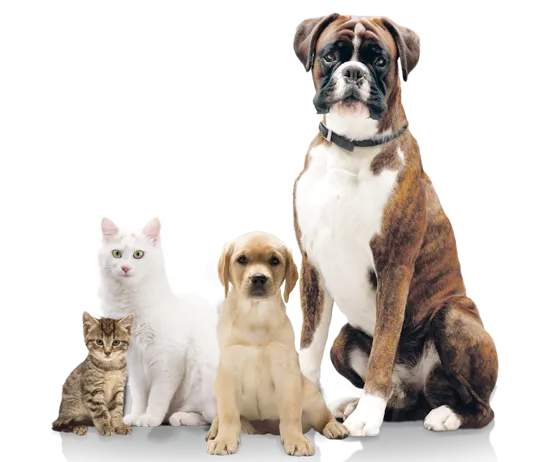 purina-pro-plan-form.png