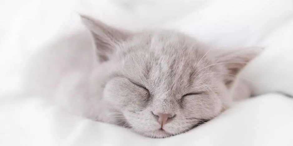 purina-porque-siempre-esta-durmiendo-mi-gato (1).jpg