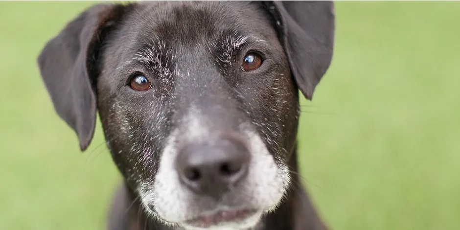 Dale amor a tu mascota aprendiendo cómo cuidar a un perro senior.