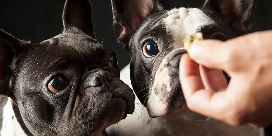 Es momento de cambiar la dieta de tu perro.jpg