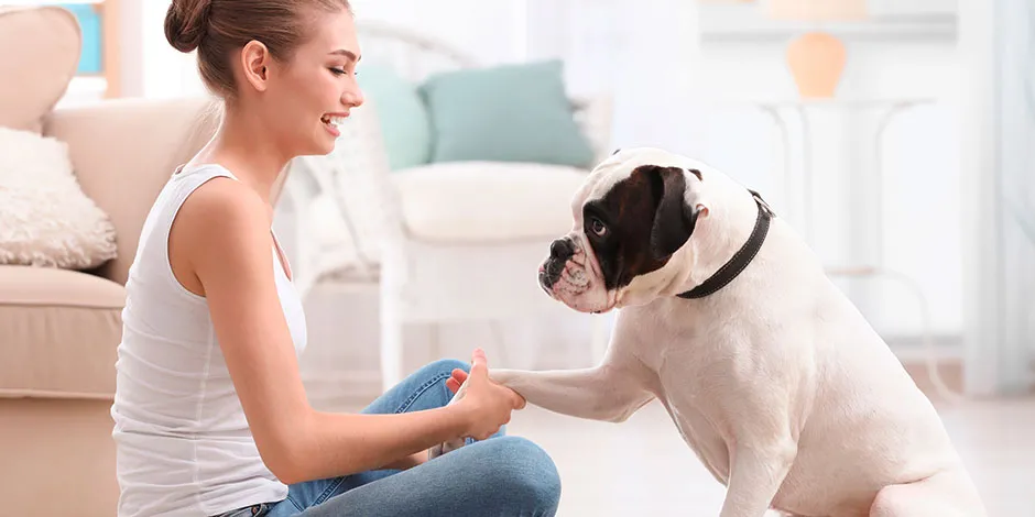 Reglas básicas para educar a tu perro dentro de casa.jpg