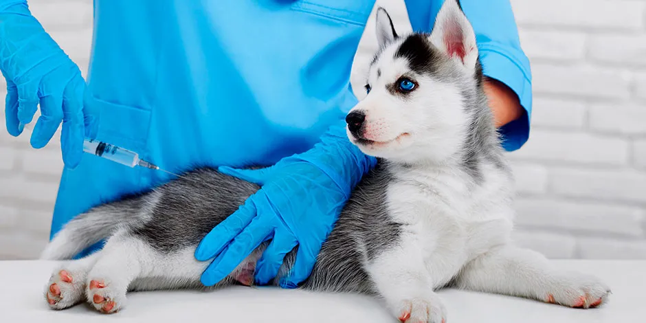 Vacunas básicas para mi cachorro.jpg