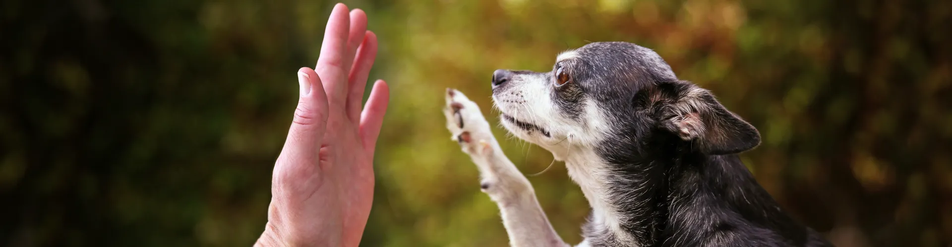 Descubrí como cuidar a un perro senior y fortalecé el lazo entre humano y mascota, como pasa con este chihuahua y su tutor.