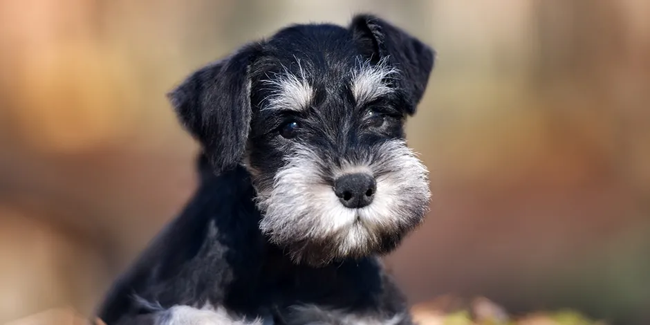 Razas de Perros Pequeños para departamento | Purina Argentina