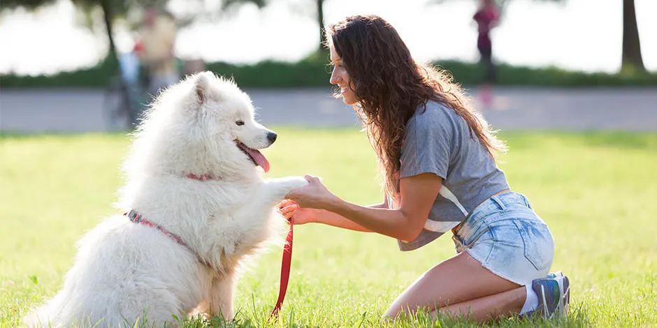 purina-adiestramiento-canino.jpg