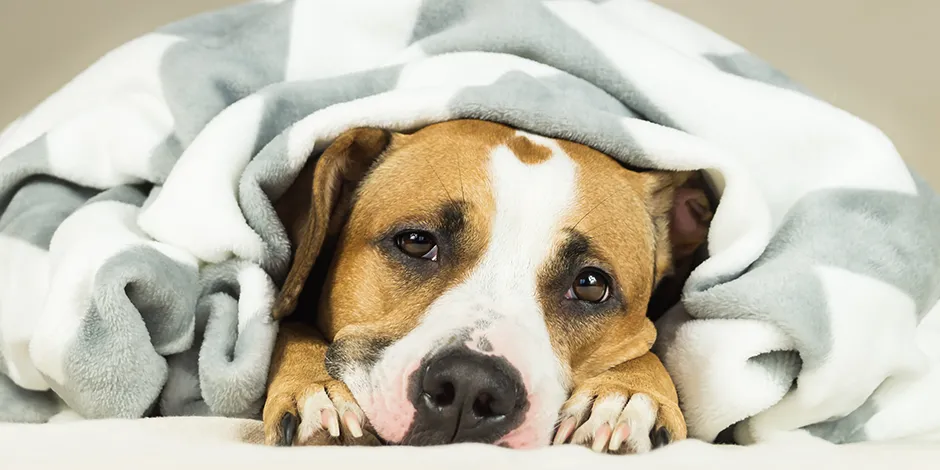 Estreñimiento en Perros | Purina