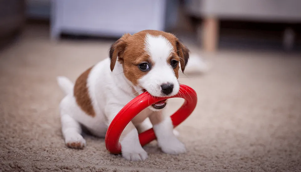 purina-juegos-mentales-perro-cachorro.png