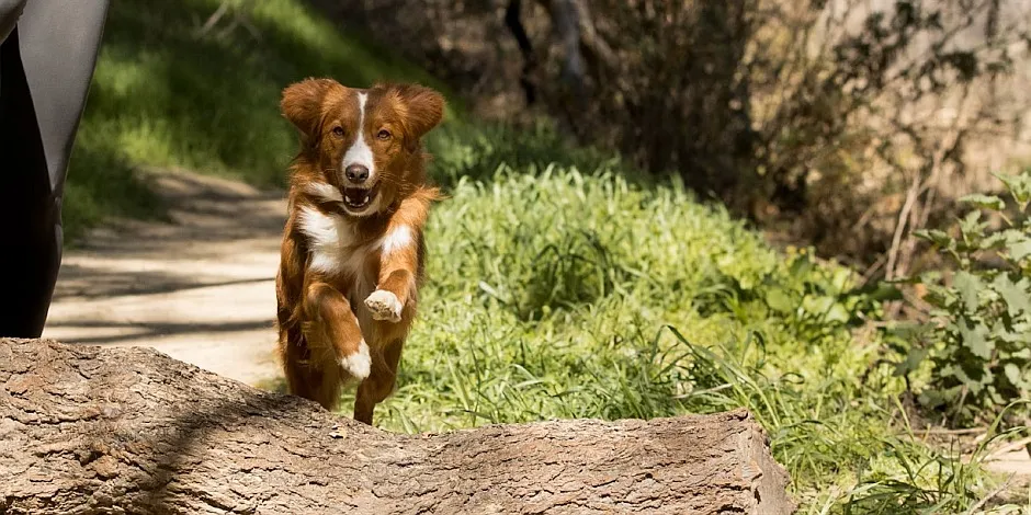 purina-ejercicio-correr-con-perro-senior.jpg