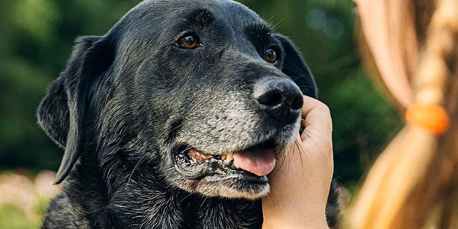 purina-ejercicio-sin-dolor.jpg