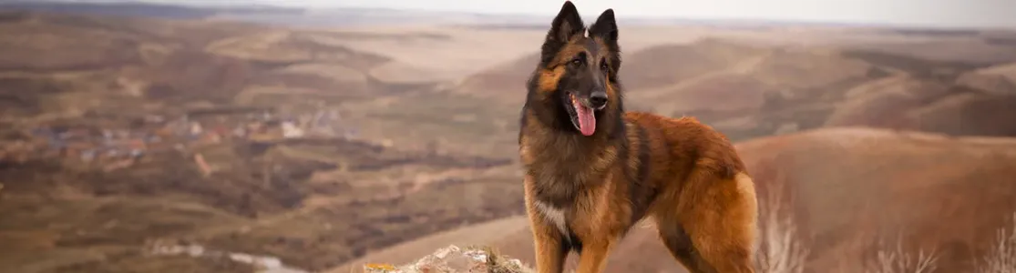 que perros son pastores