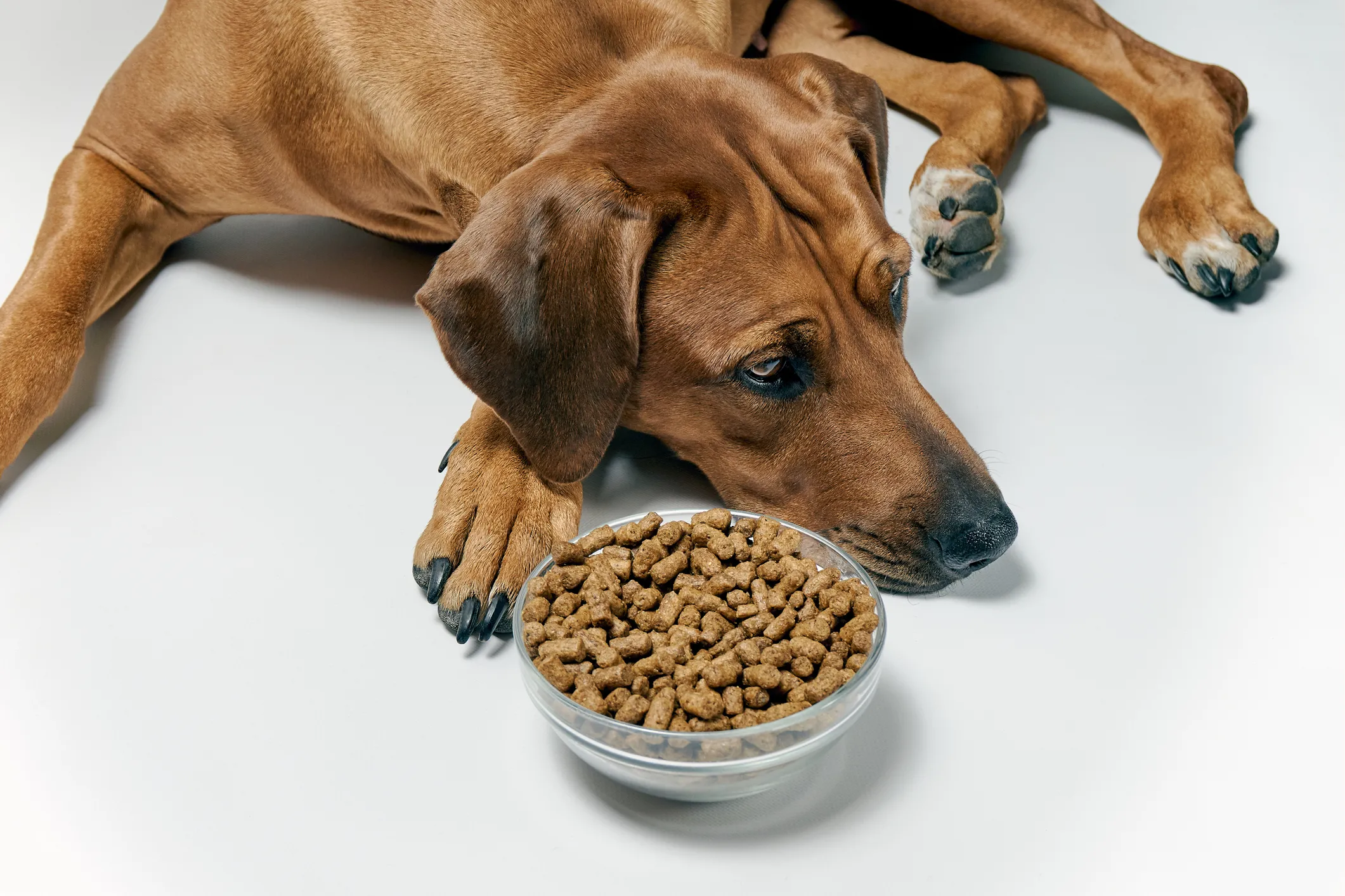 Perro de raza mediana indispuesto junto a su plato lleno. Descubrí qué pasa si un perro come chocolate.