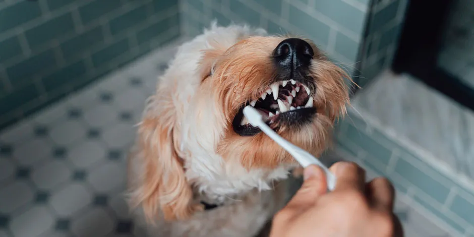 Aprendé cómo llevar a cabo un adecuado cepillado dental en perros y protegé la salud de tu amigo canino.
