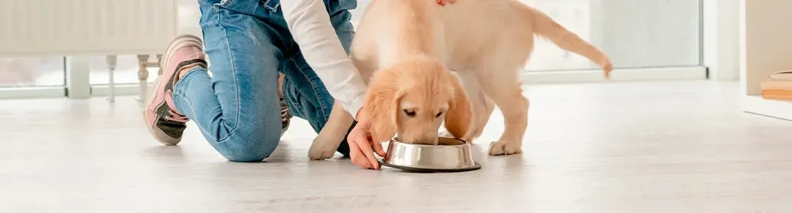 Cuidá a tu mascota, aprendiendo con Purina® cuántas veces debe comer un perro para estar sano y fuerte.