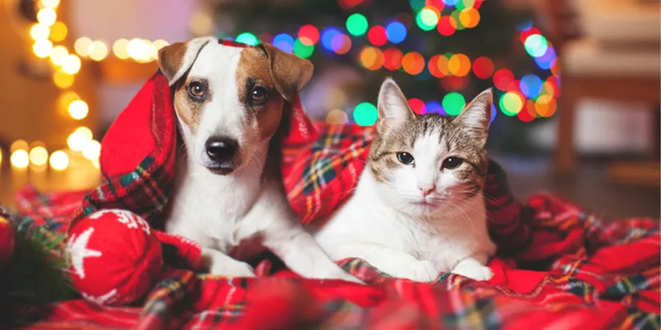 Aprendé lo básico al hablar de cuidados para mascotas en Navidad y protegé a tu mejor amigo.