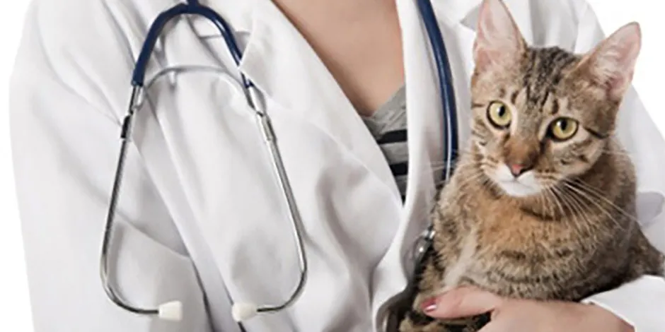 Las vacunas para gatos son claves para darles bienestar a las mascotas. Conocé y cumplí con su plan de vacunación.